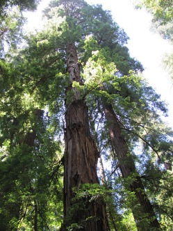 Redwood Grove Trail